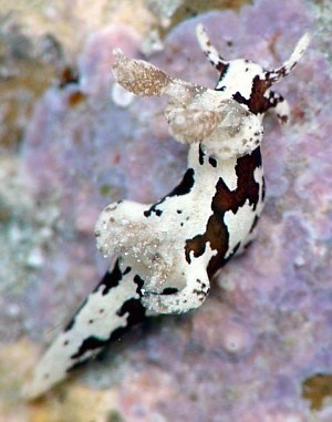 Photo:  nudibranch cow